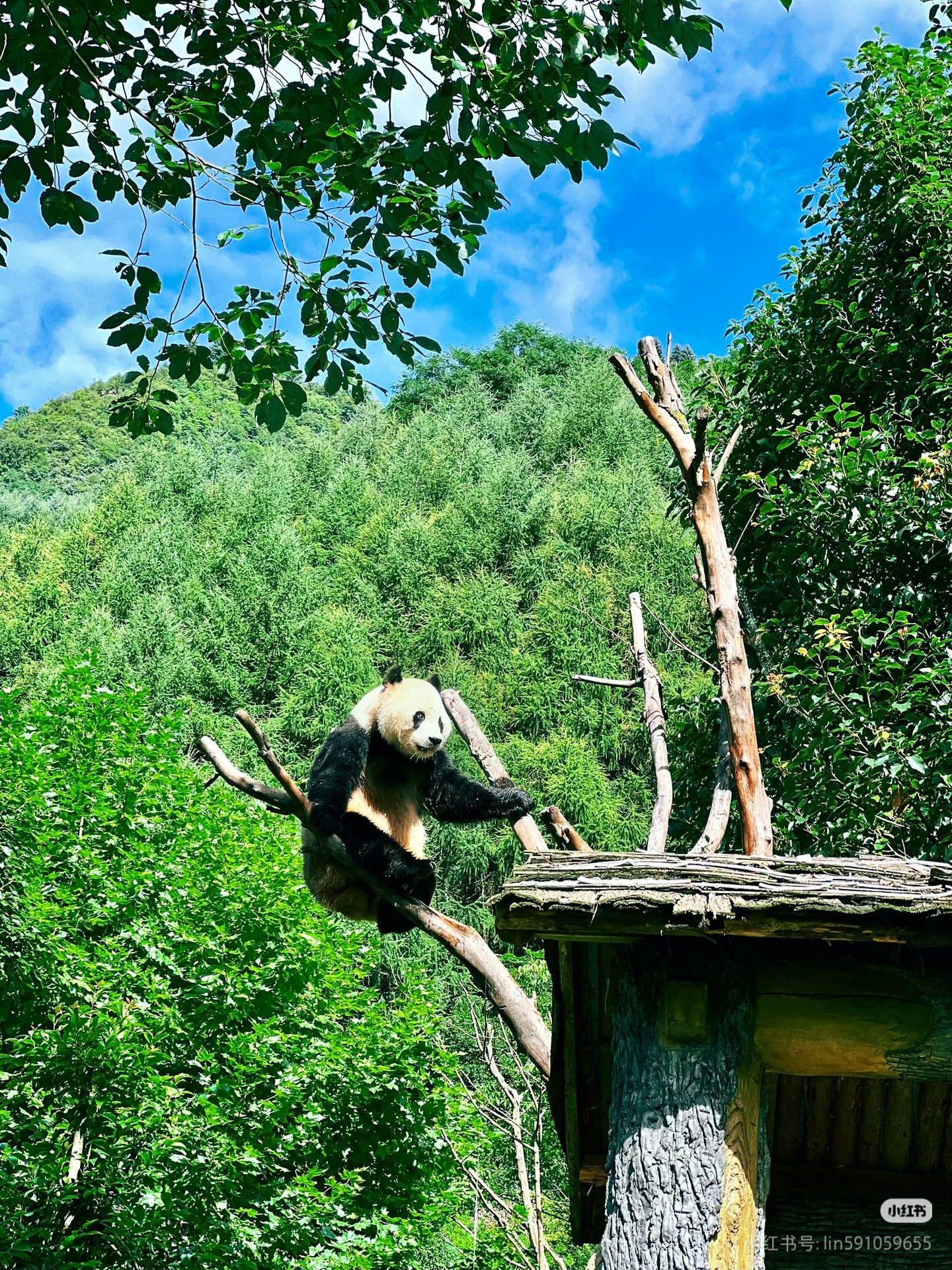 文章图片